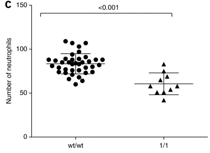 Enumeration of neutrophils in smarcd2wt-wt versus smarcd21 zebrafish.jpg